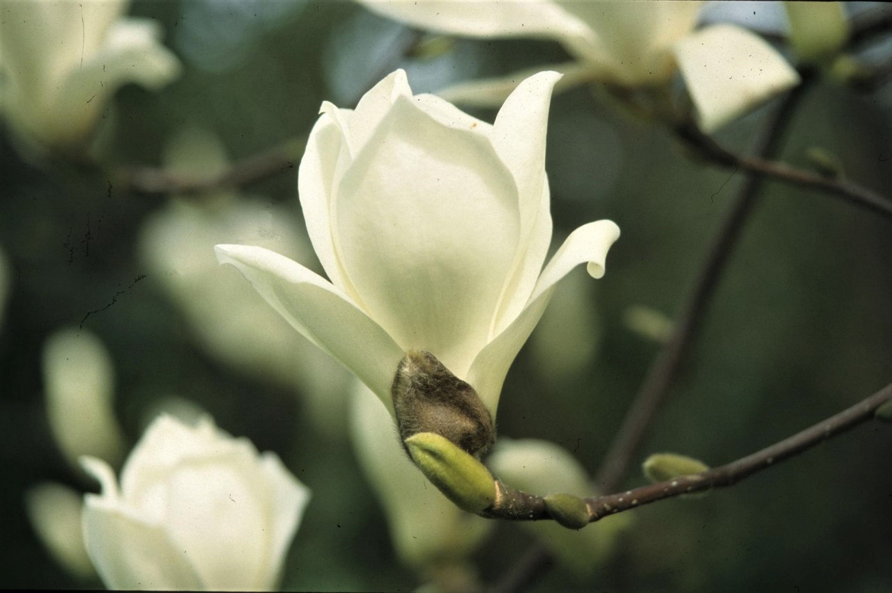 magnolia denudata